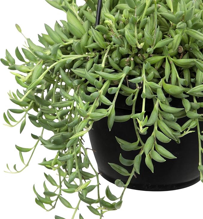 String of Bananas Succulent, Hanging Plants Live Succulents Plants Live Houseplants, Hanging Planter Basket, Mini Succulents Live Plants Indoor Plants in Plant Basket by Plants for Pets