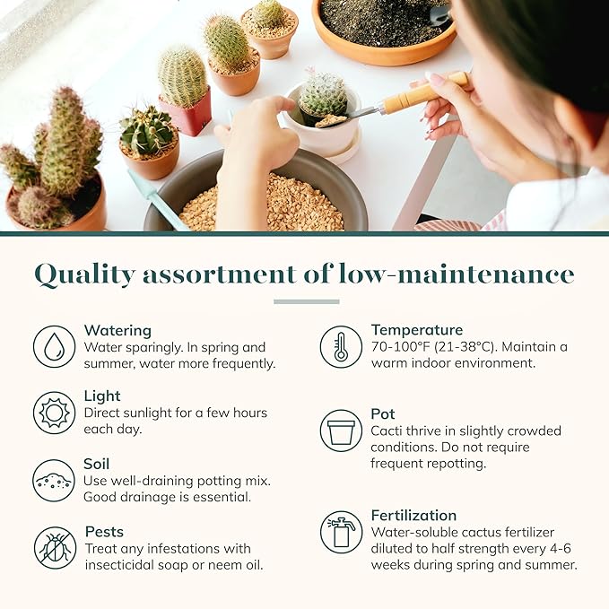 Shop Succulents Premium Live Mini Cactus Plants in Bulk 2" Pots, Easy Care Indoor or Outdoor Gardening, Terrariums, Favors, & Contemporary Spaces with Hardy, Resilient Varieties, Pack of 32