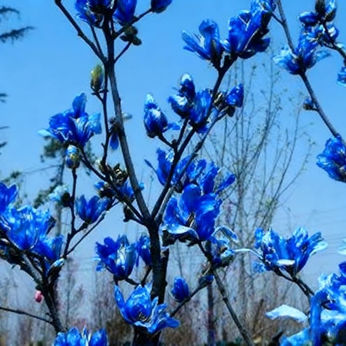 10 Magnolia Flower Seeds for Planting, Mixed Color Perennial Yulania Flower Seed, Non-GMO Heirloom Magnolia Flower Seeds for Home Garden Outdoor