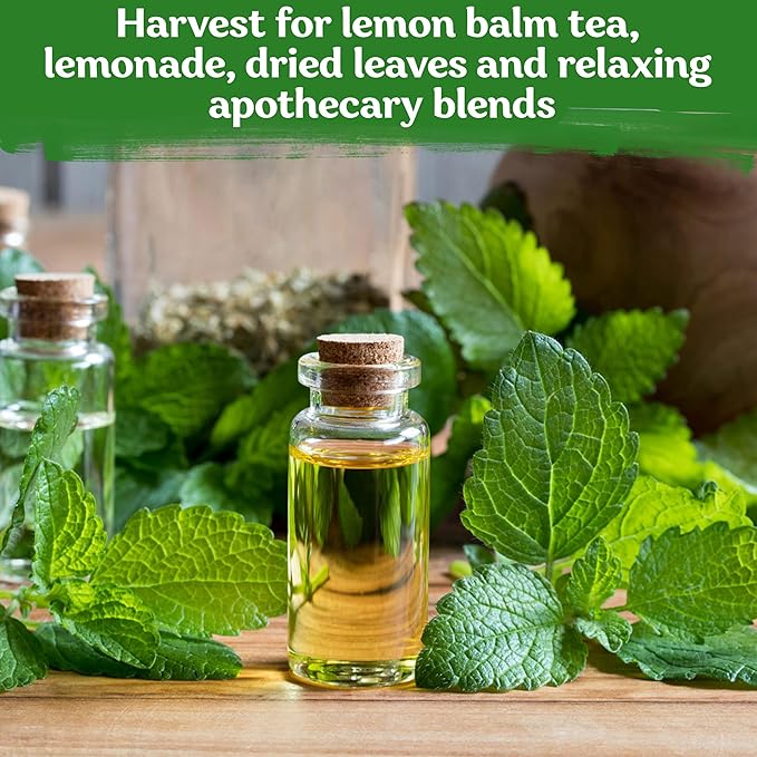 KVITER 700 Lemon Balm Seeds for Planting (Melissa Officinalis) – Heirloom & Organic Medicinal Herb Seeds – Grow in Herb Garden, Pots, Beds Indoors & Outdoors for Calming Lemon Balm Tea