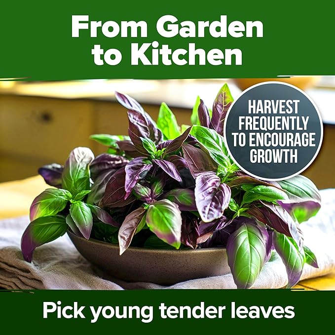 HOME GROWN Thai Basil Seeds Pack - 438 High Germination ๐ก๐ข๐ก-?๐ ๐ข ๐จ๐ฆ๐ Heirloom Herb Seeds for Planting,Ideal for Growing Fresh Basil Planting Indoor or Outdoor(Ocimum basilicum VAR.thyrsiflora)