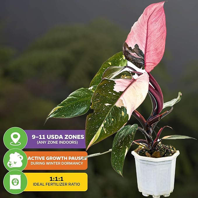 Marble Galaxy Philodendron - Philodendron erubescens by Wellspring Gardens - Variegated Starter Plant - Rare House Plants - Heart-Shaped Pink Plant for Indoor/Outdoor Use (2-Pack)