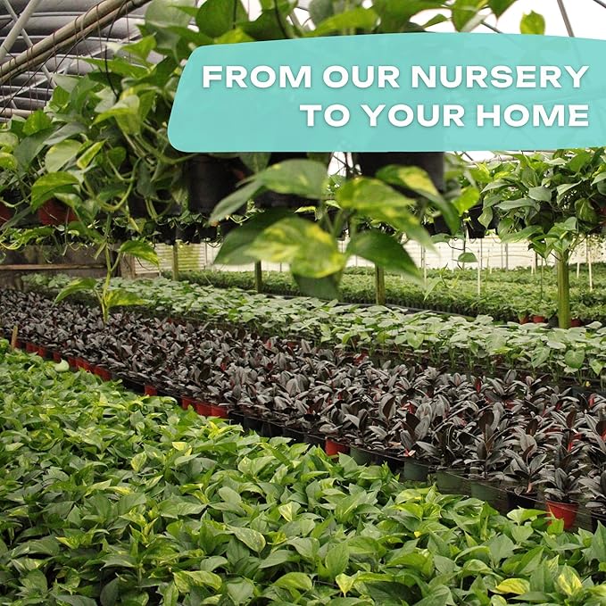 CoollectivePlants Calathea Stella – Calathea Plant Live in 4″ Grower’s Pot, Live Indoor House Plants, Low Maintenance Houseplant