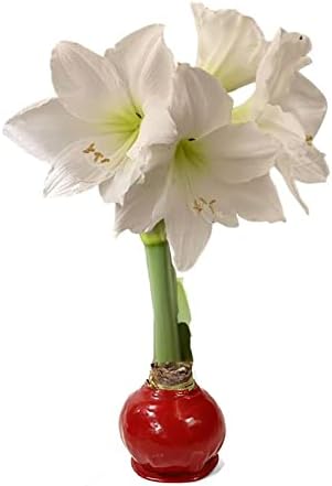 Waxed Amaryllis Bulb - Red Wax White Blooms, No Water Needed, Extra-Large Indoor Winter Flower, Thanksgiving & Christmas Holiday Gift