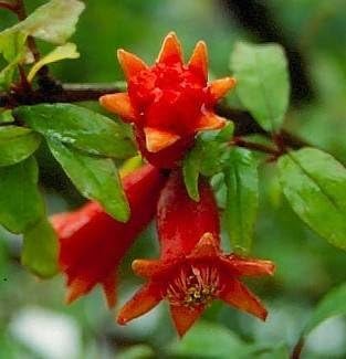 Dwarf Pomegranate Plant- Punica - Bonsai/Houseplant/Outdoors - Edible - 2.5" Pot