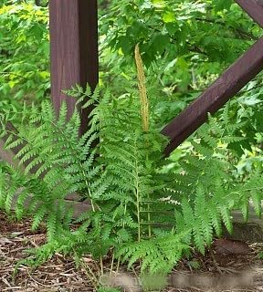 Greenwood Nursery: Live Perennial Plants - Cinnamon Fern + Osmundastrum Cinnamomeum - [Qty: 5X Pint Pots] - (Click for Other Available Plants/Quantities)