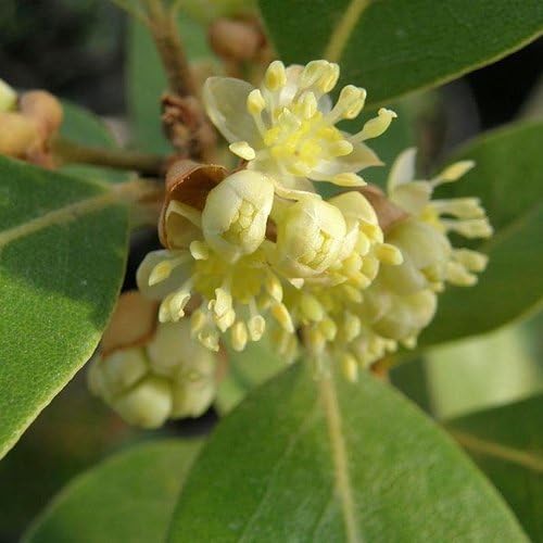 Mediterranean Bay Leaf, Bay Laurel Live Plant. Saratoga Variety - Laurus Nobilis. Live Plant. Fragrant, Fresh, Edible. Best for Pot Planting and Indoor. Mild Flavor. (2 Saratoga Plants in Sac)