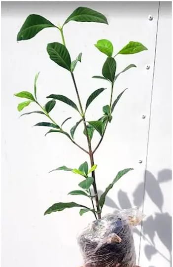 Live Aimee Gardenia Plant Giant Jasmine Flowers Shurb White Double Gardenia Flower Shurb Cape Jasmine Plant 8-12 Inch Tall