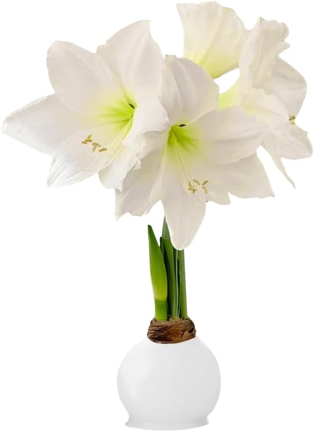 Waxed Amaryllis Bulb - White Wax White Blooms, No Water Needed, Extra-Large Indoor Winter Flower, Thanksgiving & Christmas Holiday Gift