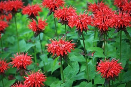 Greenwood Nursery: Live Perennial Plants - Bee Balm Fireball + Monarda Didyma - [Qty: 5X Pint Pots] - (Click for Other Available Plants/Quantities)