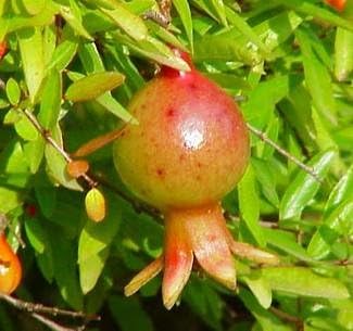 Dwarf Pomegranate Plant- Punica - Bonsai/Houseplant/Outdoors - Edible - 2.5" Pot