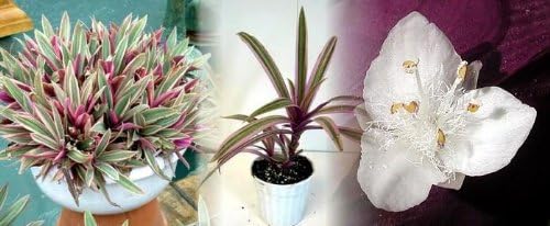 Tricolor Moses in The Cradle Plant -Rhoeo spathacea Tricolor - 2.5" Pot