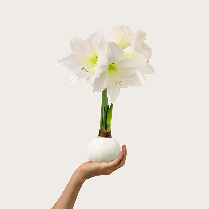 Waxed Amaryllis Bulb - White Wax White Blooms, No Water Needed, Extra-Large Indoor Winter Flower, Thanksgiving & Christmas Holiday Gift