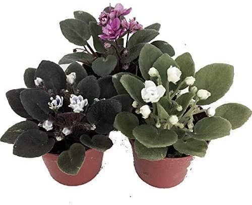 3PACK African Violet Plants -Assorted Colors