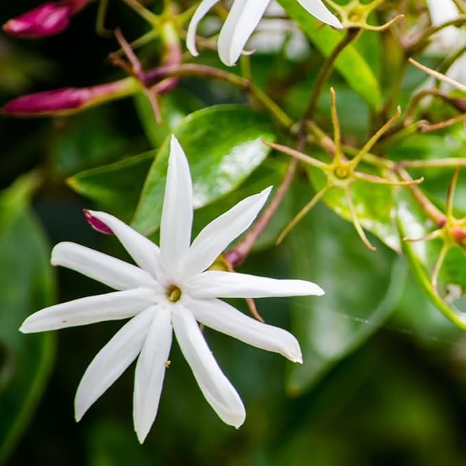 Live Angel Wing Jasmine (Jasminum Nitidum) Plants - Fragrant, White Blooming Evergreen Shrub for Any Garden (4 jas Angel Cups)
