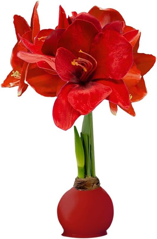 Waxed Amaryllis Bulb - Red Wax Red Blooms, No Water Needed, Extra-Large Indoor Winter Flower, Thanksgiving & Christmas Holiday Gift