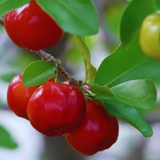 7 Months Old Barbados Cherry Tree Live Plant, Fast-Growing and High Yielding Sweet Fruit, Edible Fruit Bearing Tree for The Patio and Garden, No Pot, 4-8" in Tall
