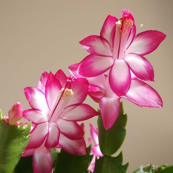 2 Pink Christmas Cactus Plants, Thanksgiving Cactus 3-6 Inch Tall, Winter Succulents Flowers Container Hanging Basket Indoor Outdoor Planting