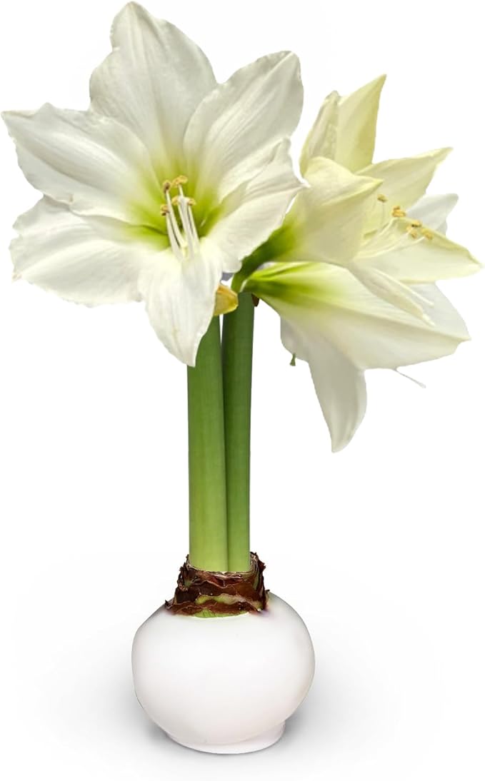 Waxed Amaryllis Bulb - White Wax White Blooms, No Water Needed, Extra-Large Indoor Winter Flower, Thanksgiving & Christmas Holiday Gift