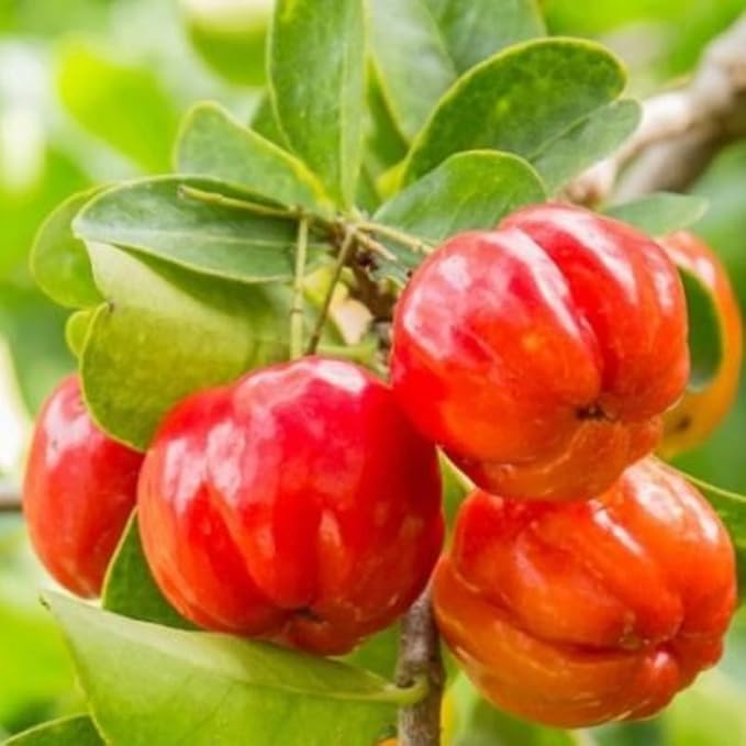 7 Months Old Barbados Cherry Tree Live Plant, Fast-Growing and High Yielding Sweet Fruit, Edible Fruit Bearing Tree for The Patio and Garden, No Pot, 4-8" in Tall