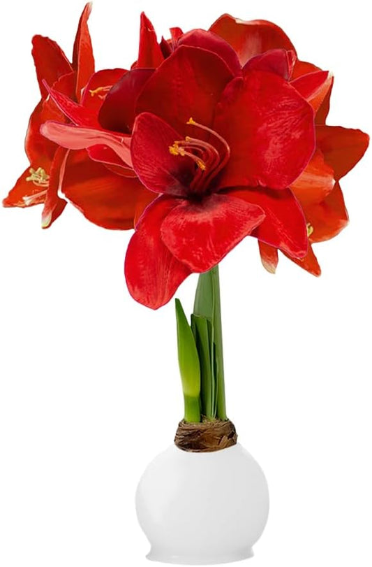 Waxed Amaryllis Bulb - White Wax Red Blooms, No Water Needed, Extra-Large Indoor Winter Flower, Thanksgiving & Christmas Holiday Gift