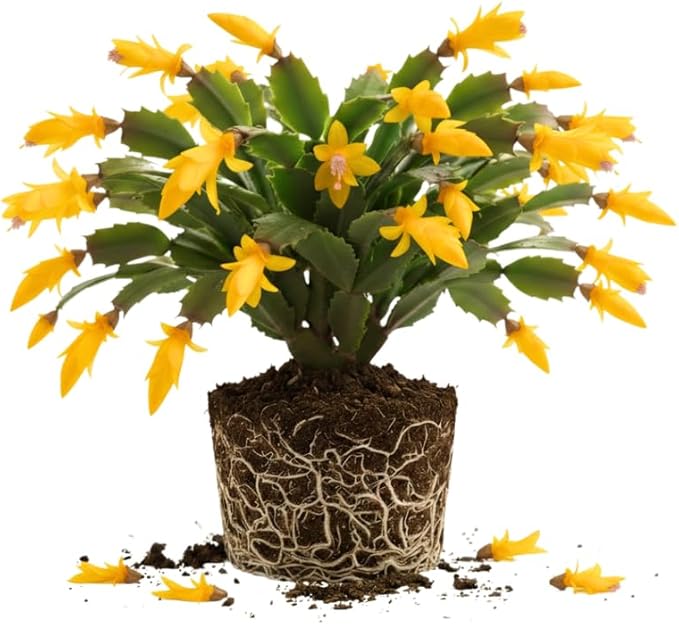 Yellow Christmas Cactus Plant, 3-6" Tall Colorful Holiday Cactus Houseplant Easy Care Tropical Flowering Succulent Live Plants, Well Rooted, No Pot