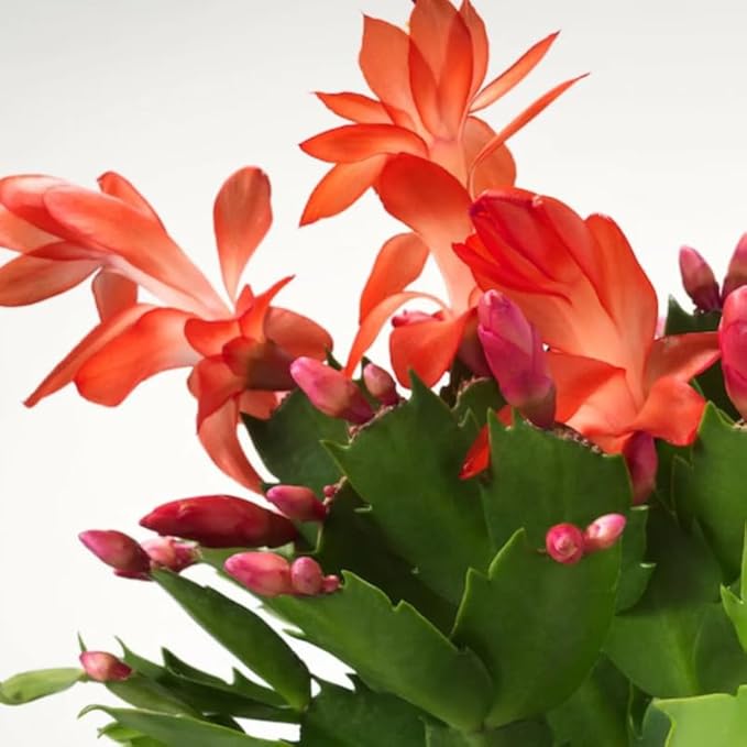 2 Orange Christmas Cactus Plants, Thanksgiving Cactus 3-6 Inch Tall, Winter Succulents Flowers Container Hanging Basket Indoor Outdoor Planting