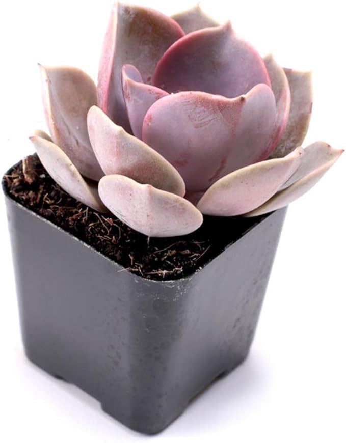 Mountain Crest Gardens Echeveria Succulent Bulk Pack - 50 Live Rosette Plants, 5 Each of 10 Varieties, Rooted in 2 Inch Pots - Succulents for Arrangements, Decor & DIY Projects