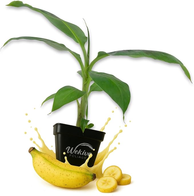 Kokopo Banana Tree - 3 Live Plants in 3 Inch Growers Pots - Musa Acuminata - Edible Fruit Bearing Tree for The Patio and Garden