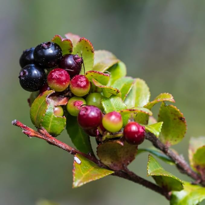 Huckleberry Plant Live, Sweet Edible Berries Tree 6-10 Inch Tall, Hardy Fruit Bushes for Outdoor Garden