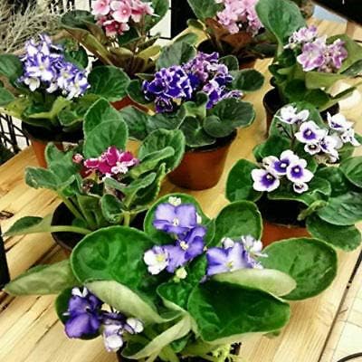 3PACK African Violet Plants -Assorted Colors