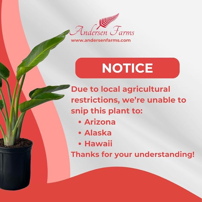 White Bird of Paradise Live Tropical Houseplant Ideal for Home or Office Decor (24-28 inches Tall) in 10 inch Grower Pot