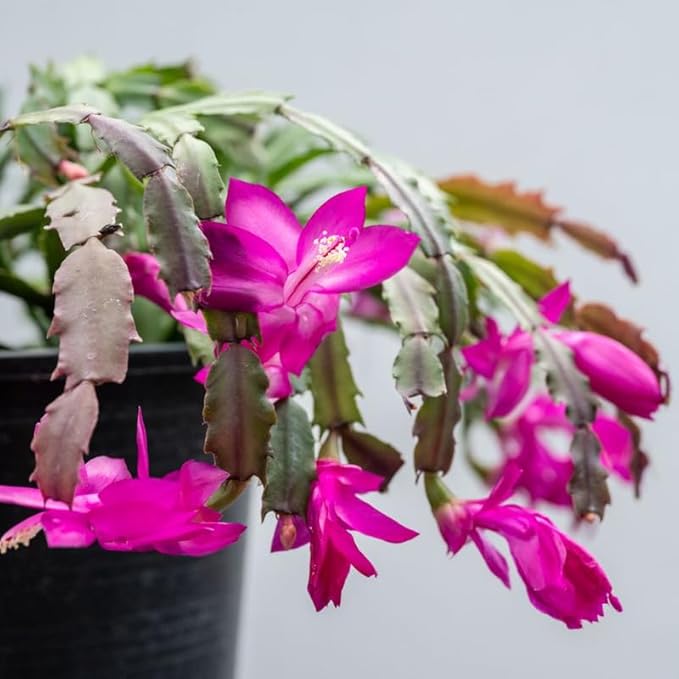 2 Purple Christmas Cactus Plants, Thanksgiving Cactus 3-6 Inch Tall, Winter Succulents Flowers Container Hanging Basket Indoor Outdoor Planting