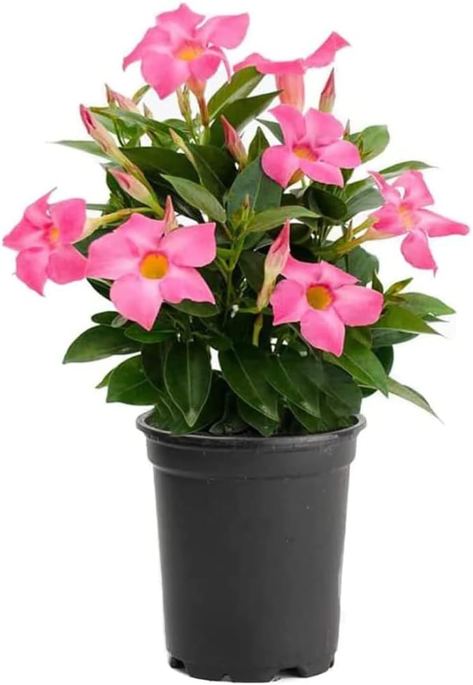 American Plant Exchange Dipladenia Bush 'Pink', 6-Inch Pot, Continuous Blooms, Easy-to-Care Live Plant for Indoor & Outdoor Use, Flowering Shrub Perfect for Landscapes, Container Gardens & Patios