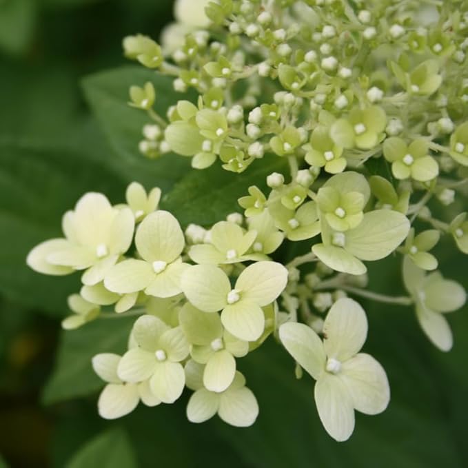 Hydrangea Plant Live, Lime Hydrangea Tree Live Plants, Dormant, 5 to 7 Inc Tall for Growing