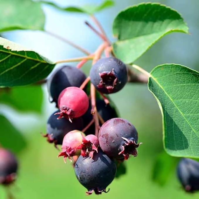 Serviceberry Live Plant, 12-18 Inch Tall Tree in Quart Pot, Edible Berry Tree and Ornamental Shrub for Garden or Landscape