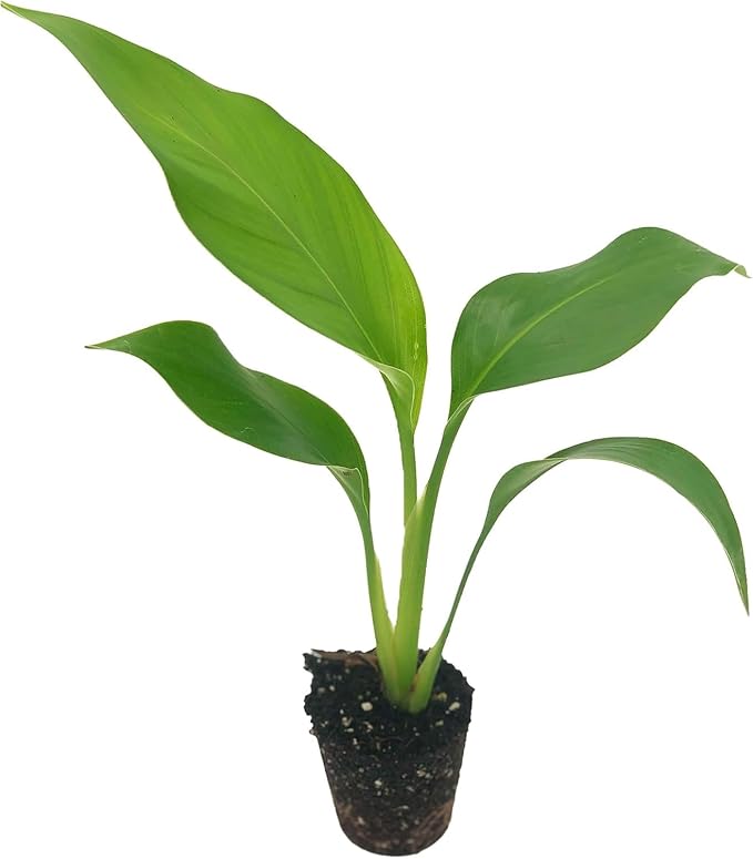 Live White Birds of Paradise Plant - 'White Birds of Paradise' Strelitzia nicolai - ragnaroc Tropical Plant 6-10” Tall - 2ct - Live Arrival Guaranteed - House Plants for Home Decor & Gift