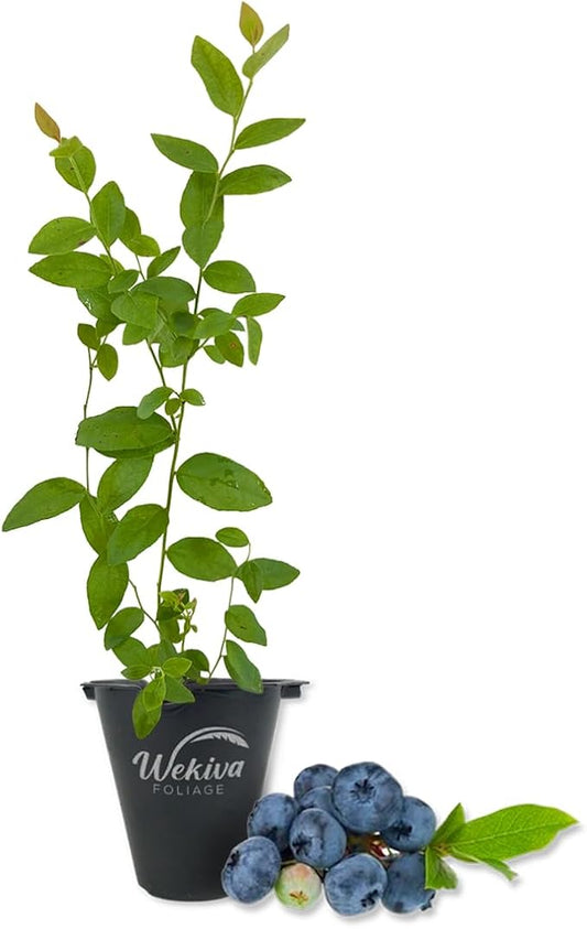 Sweetcrisp Blueberry Plant - 1 Live Starter Plant - Vaccinium - Edible Fruit Bearing Bush for The Patio and Garden