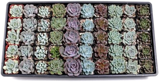Mountain Crest Gardens Echeveria Succulent Bulk Pack - 50 Live Rosette Plants, 5 Each of 10 Varieties, Rooted in 2 Inch Pots - Succulents for Arrangements, Decor & DIY Projects