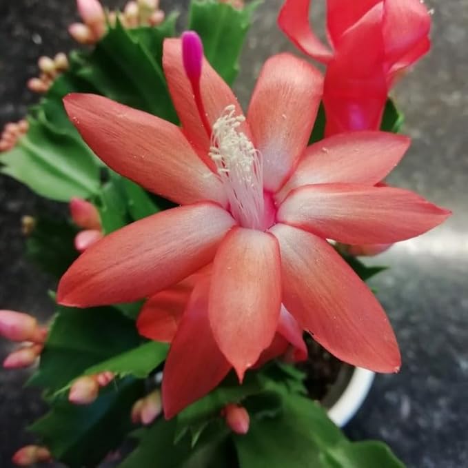 Orange Christmas Cactus Plant, 3-6" Tall Colorful Holiday Cactus Houseplant Easy Care Tropical Flowering Succulent Live Plants, Well Rooted, No Pot