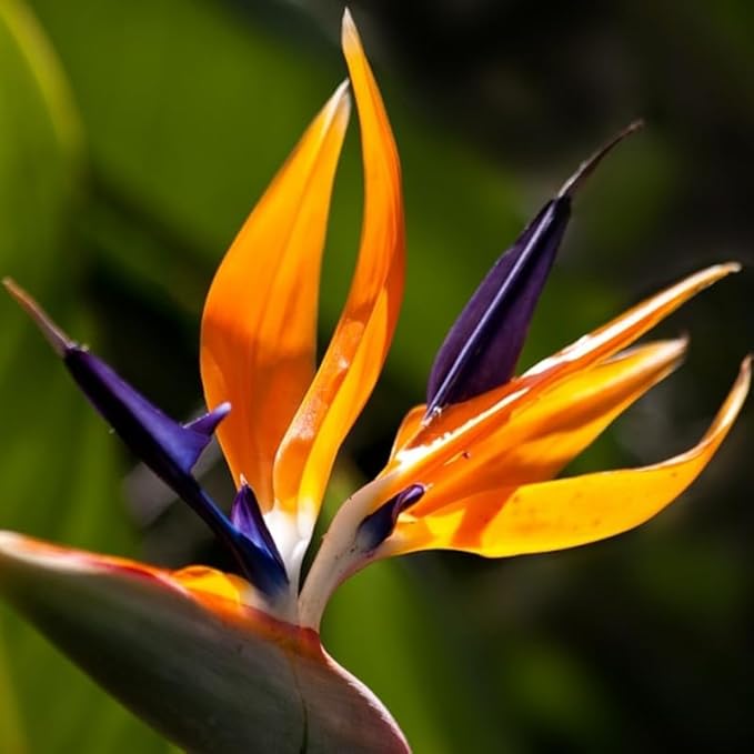 Bird of Paradise Plant Live, 5" to 12" Tall, Established Roots, Strelitzia Reginae Live Plant Houseplant Indoor Outdoor (Orange)