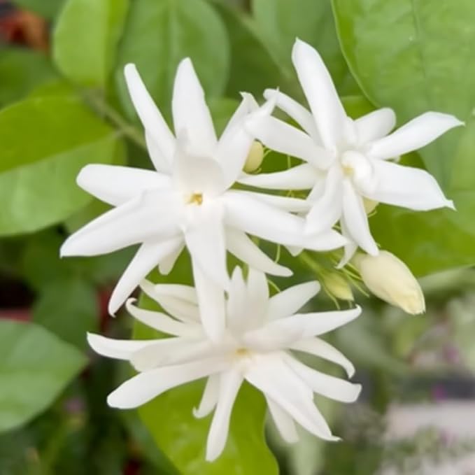 2 Jasmine Plants Live, Climbing Jasmine Flower Plant, Zone 4 to 11, 5 to 7 Inc in Height (Double White)