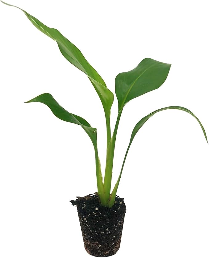 Live White Birds of Paradise Plant - 'White Birds of Paradise' Strelitzia nicolai - ragnaroc Tropical Plant 6-10” Tall - 2ct - Live Arrival Guaranteed - House Plants for Home Decor & Gift
