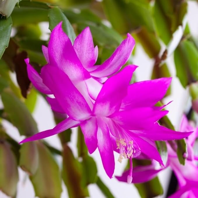 Purple Christmas Cactus Plant, 3-6" Tall Colorful Holiday Cactus Houseplant Easy Care Tropical Flowering Succulent Live Plants, Well Rooted, No Pot