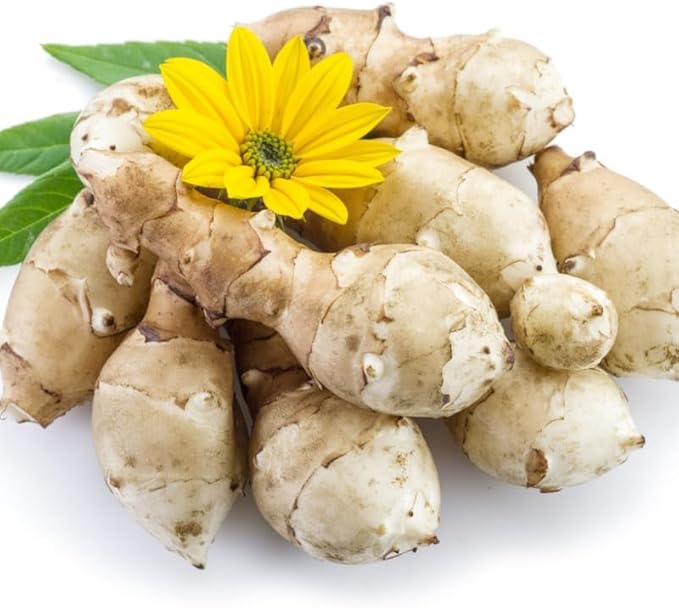 1/2 Lb Jerusalem Artichoke Tubers for Planting, Fresh Sunroots Sunchokes, Edible Hardy Roots for Home Garden or Raised Beds