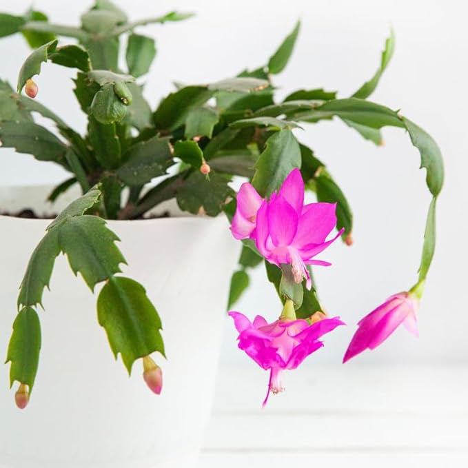 Pink Christmas Cactus Plant, 3-6" Tall Colorful Holiday Cactus Houseplant Easy Care Tropical Flowering Succulent Live Plants, Well Rooted, No Pot