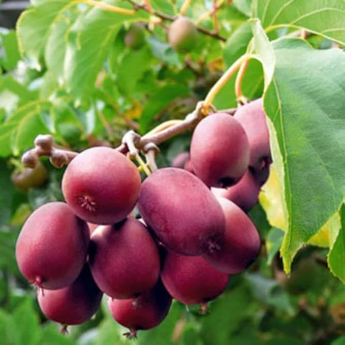 Live Kiwi Plants, Hardy Kiwi Berry Vine Starter Plants, Cold Hardy Edible Fruit Vines for Home Garden