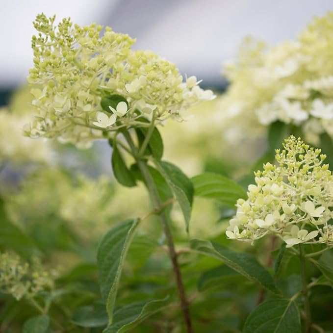 Hydrangea Plant Live, Lime Hydrangea Tree Live Plants, Dormant, 5 to 7 Inc Tall for Growing