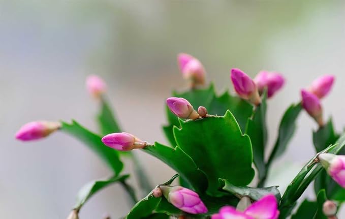 American Plant Exchange Live Christmas Cactus – 4-Inch Pot Cover – Easy Care Flowering Succulent with Festive Blooms for Holiday Home Décor, Kitchens, Offices, Patios & Indoor Displays