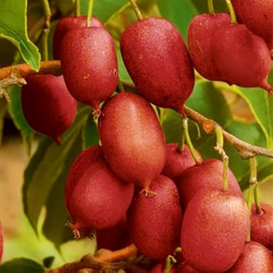Live Kiwi Plants, Hardy Kiwi Berry Vine Starter Plants, Cold Hardy Edible Fruit Vines for Home Garden
